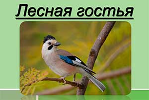 Конспект занятие: лепка «Сойка»