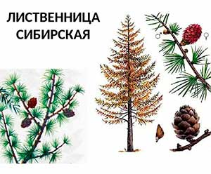 Сказка про Лиственницу